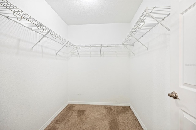 spacious closet featuring carpet floors