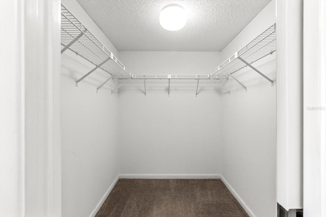 walk in closet with carpet floors