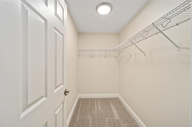 spacious closet featuring carpet