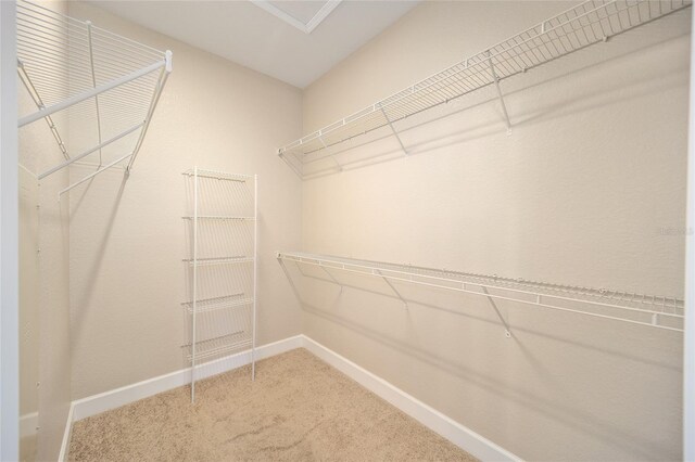 spacious closet featuring carpet