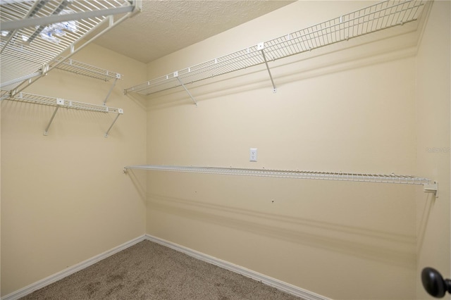 walk in closet with carpet flooring