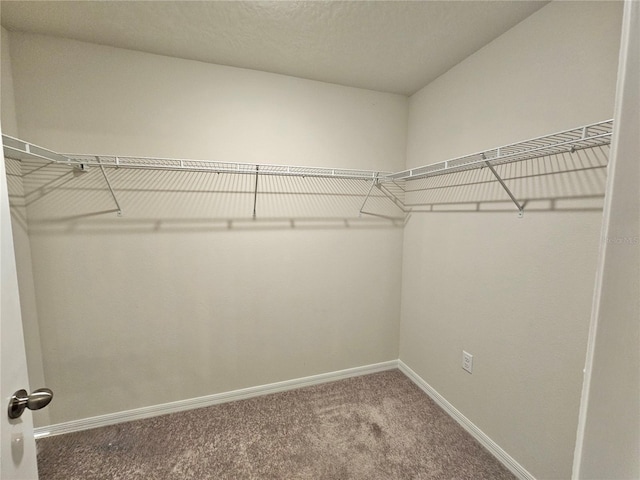 spacious closet featuring carpet