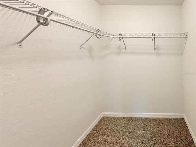 walk in closet with carpet flooring