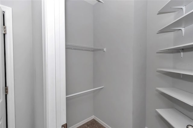 spacious closet featuring carpet floors