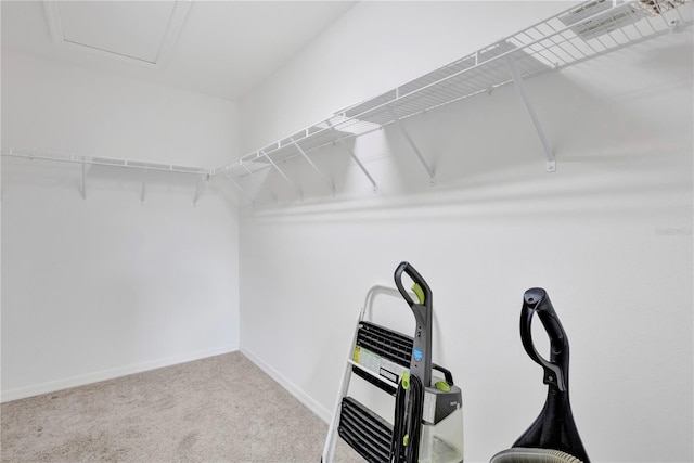 spacious closet featuring carpet floors