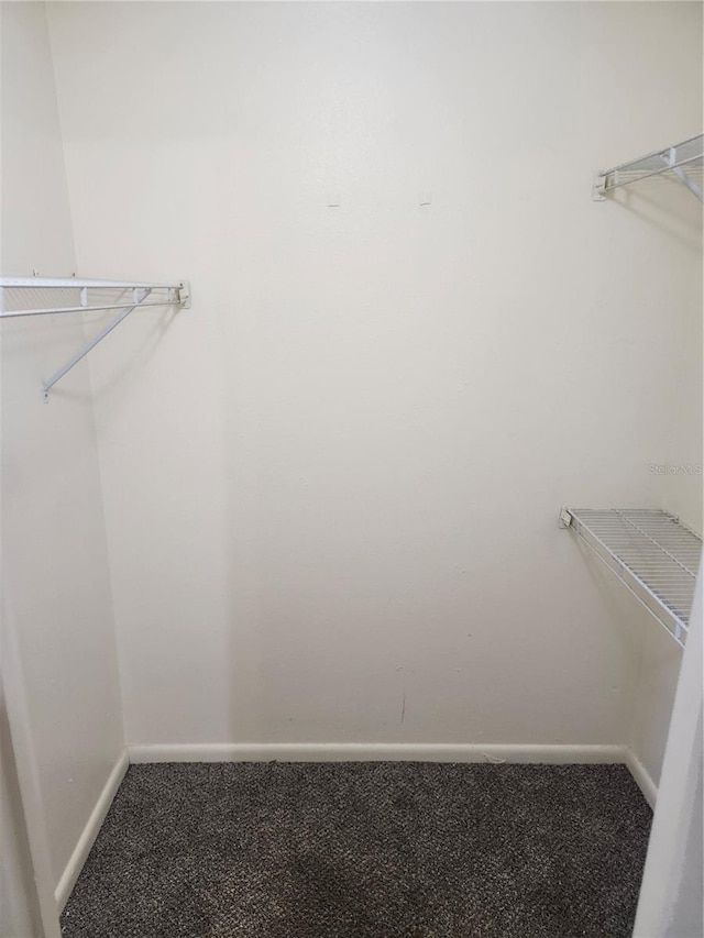 walk in closet featuring carpet flooring