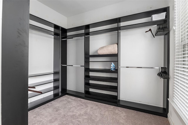 walk in closet with carpet floors