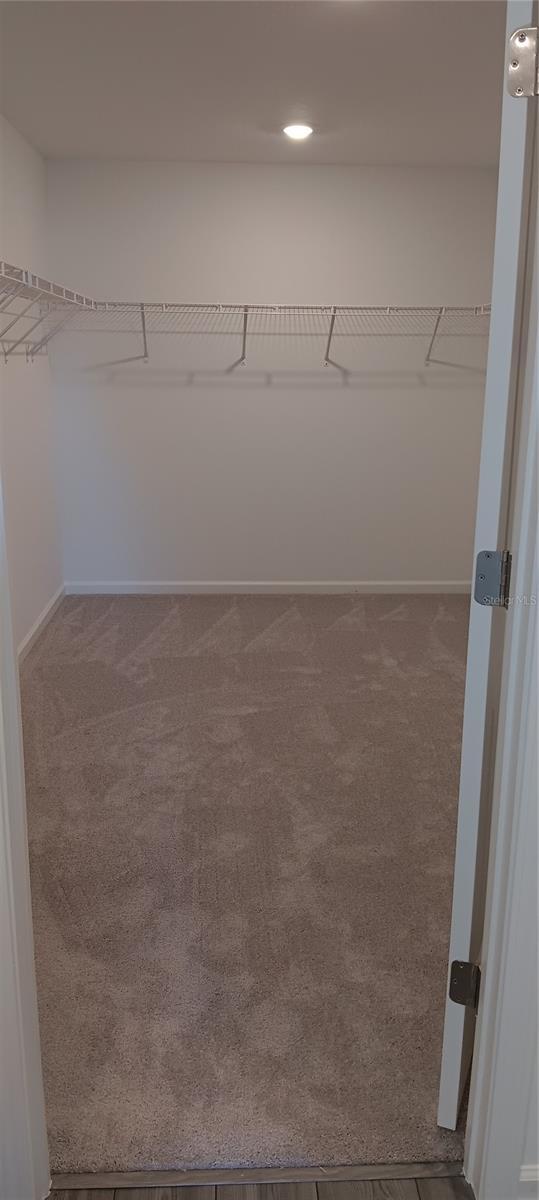 walk in closet featuring carpet flooring