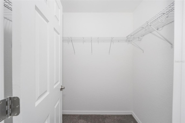 walk in closet featuring carpet flooring