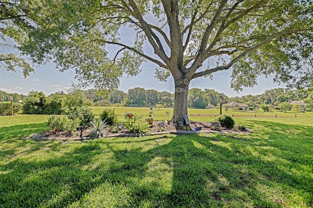 13968 SE 96th Cir, Summerfield, FL 34491 - view of green lawn
