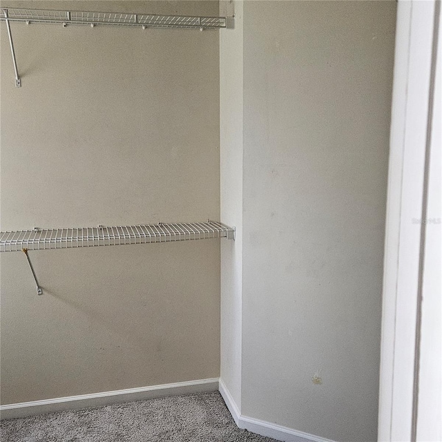 walk in closet with carpet floors