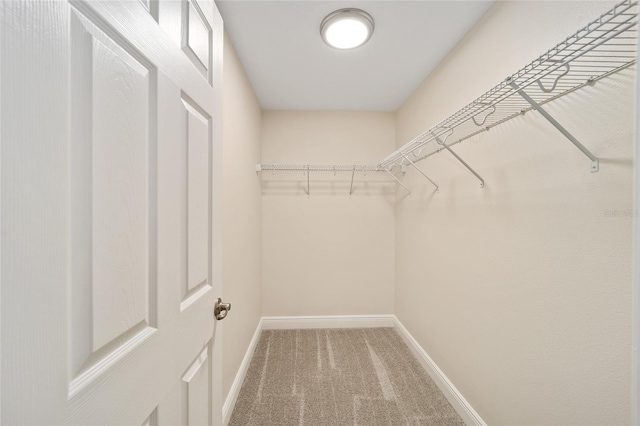 walk in closet with carpet floors