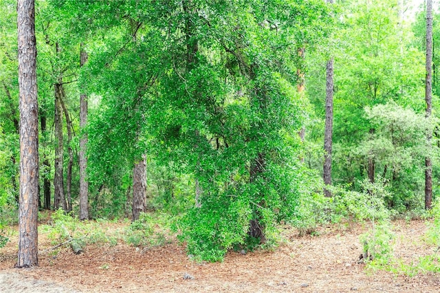7407 SW 202nd Ct, Dunnellon, FL 34431 - view of wooded area