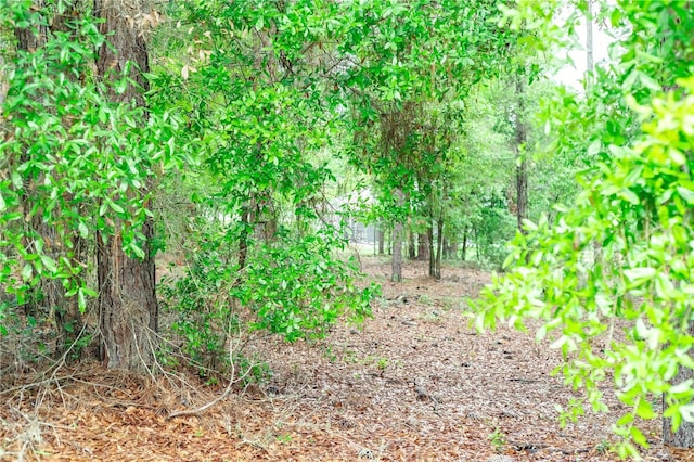 7407 SW 202nd Ct, Dunnellon, FL 34431 - view of nature