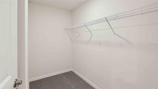 spacious closet featuring carpet