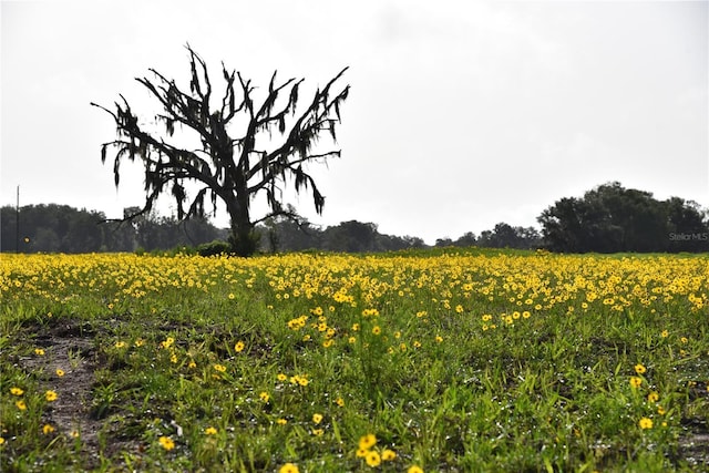 view of nature with a rural view