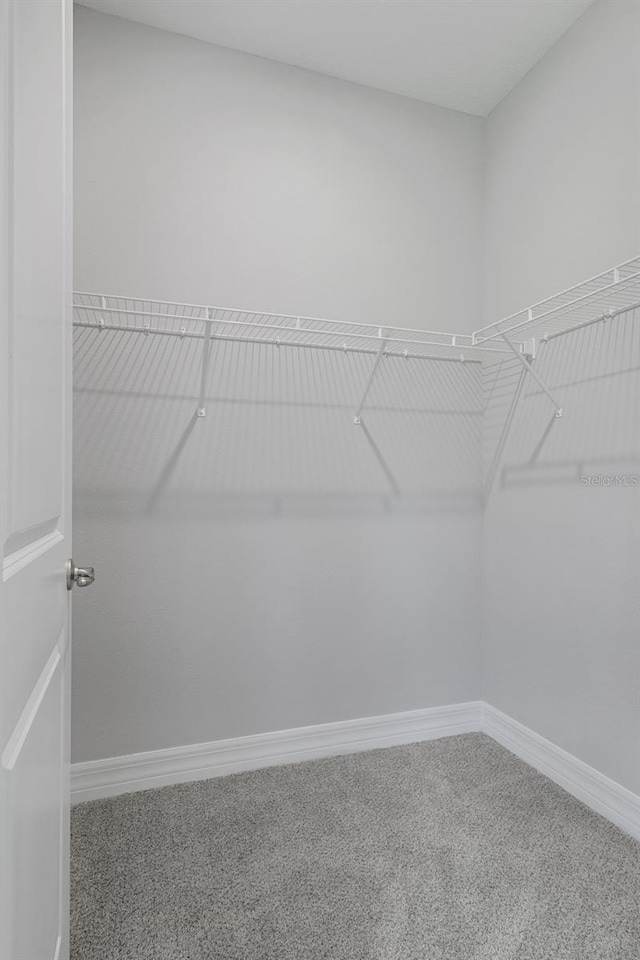 spacious closet featuring carpet flooring