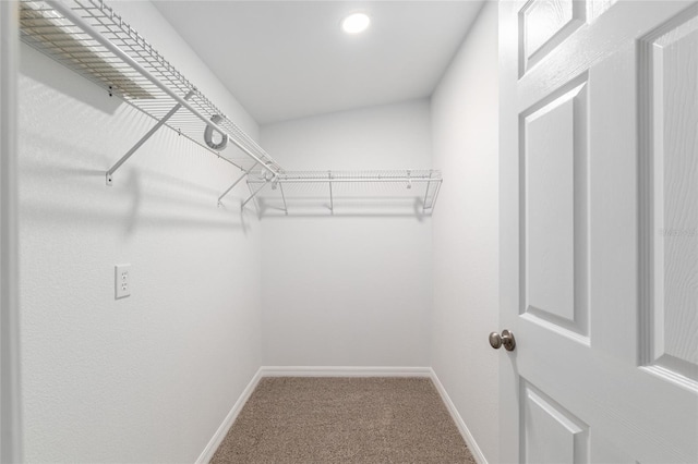 walk in closet with carpet flooring