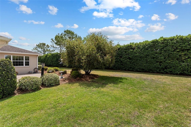 view of yard featuring a patio area
