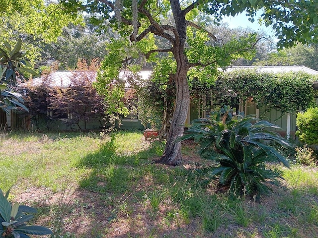 2510 NE 167th Ave, Williston, FL 32696 - view of yard