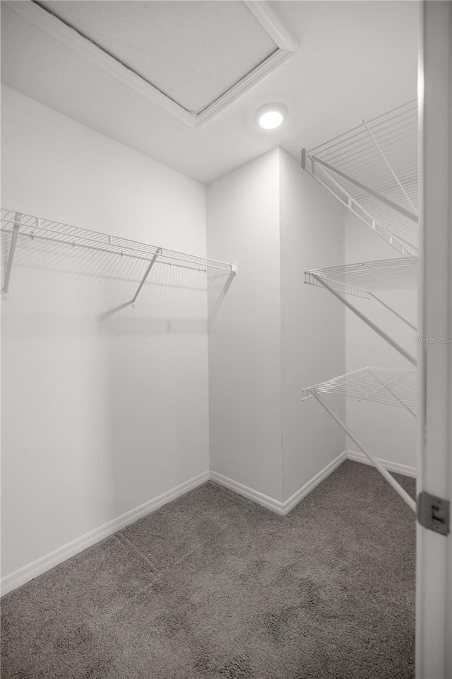 spacious closet with carpet