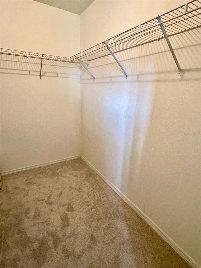 spacious closet featuring carpet