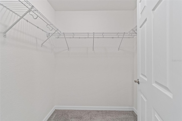 walk in closet featuring carpet floors