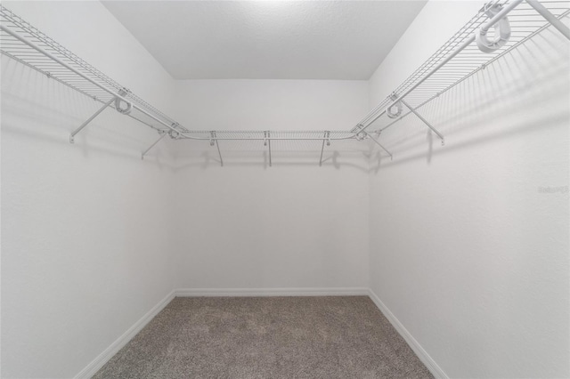 walk in closet with carpet flooring