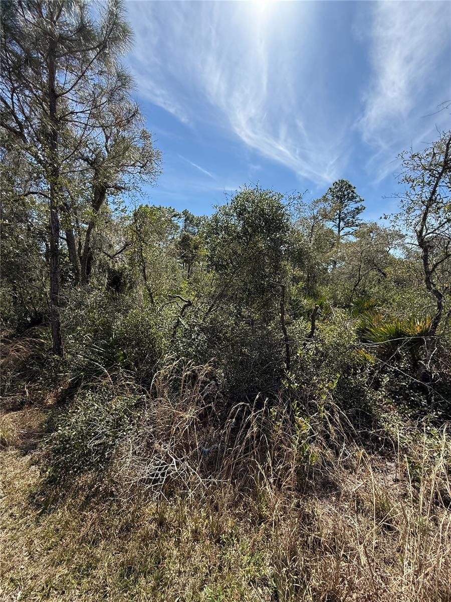 Tamarac St, Eustis, FL 32736