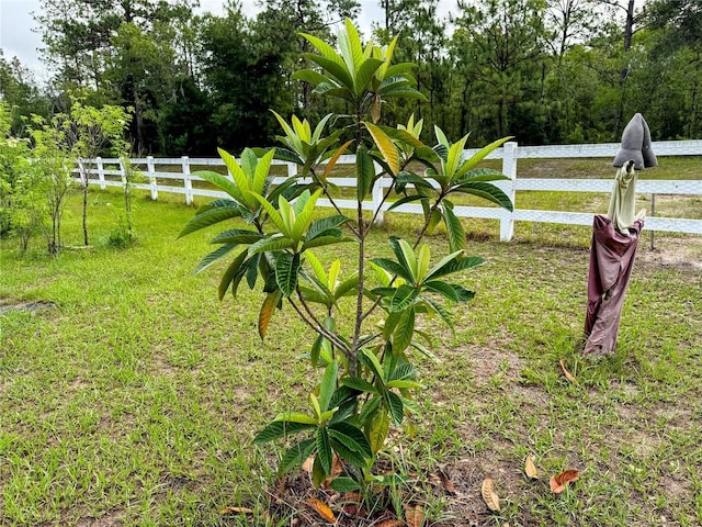 9325 SW 125th Court Rd, Dunnellon, FL 34432 - view of yard