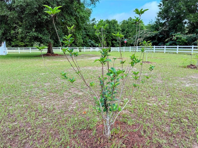 9325 SW 125th Court Rd, Dunnellon, FL 34432 - view of yard