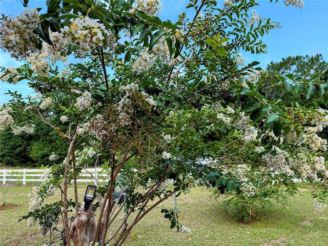 9325 SW 125th Court Rd, Dunnellon, FL 34432 - view of yard