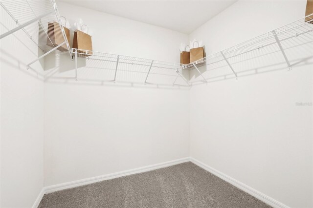 spacious closet featuring carpet flooring