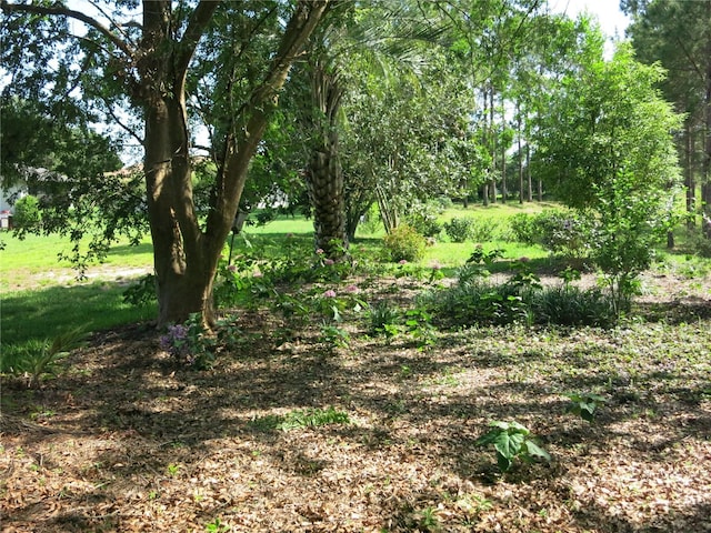 1799 W Shanelle Path, Lecanto, FL 34461 - view of local wilderness