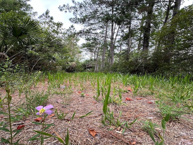 TBD NE 105th St, Fort Mc Coy, FL 32134