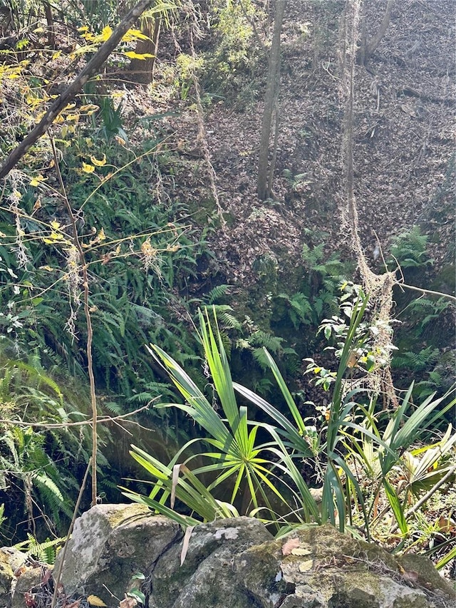 4305 SW 20th Ave, Ocala, FL 34471 - view of local wilderness