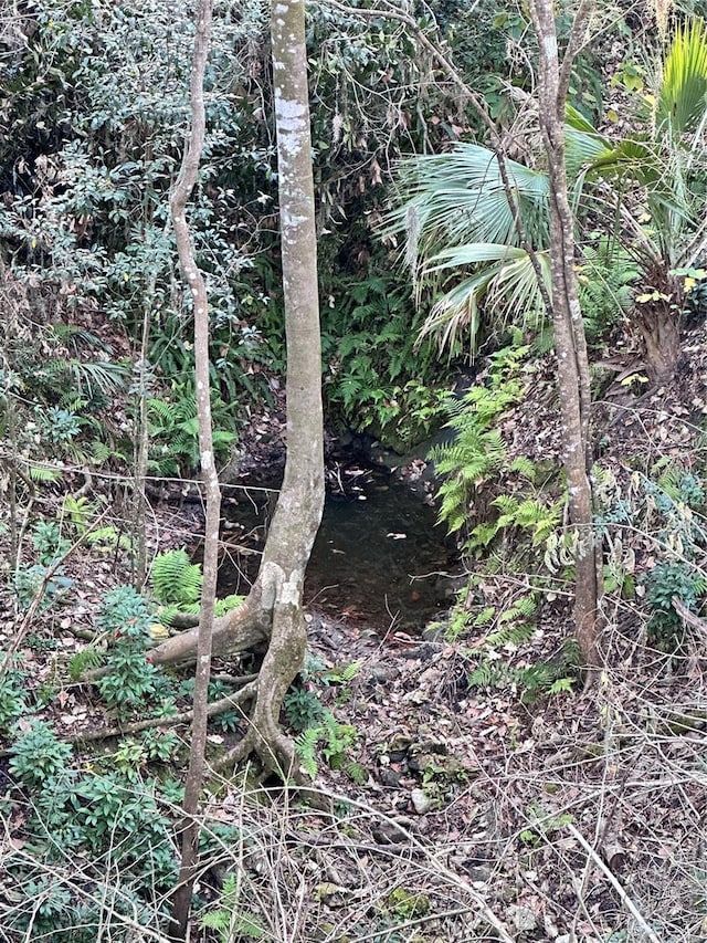 4305 SW 20th Ave, Ocala, FL 34471 - view of local wilderness