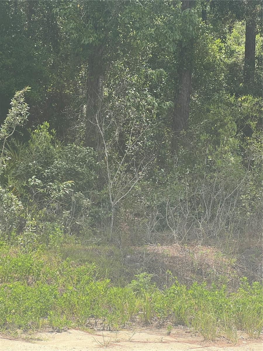 61 Pl Rd SW, Ocala, FL 34481 - photo 4
