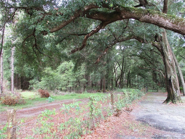 14192 SW 112th Cir, Dunnellon, FL 34432 - view of woods