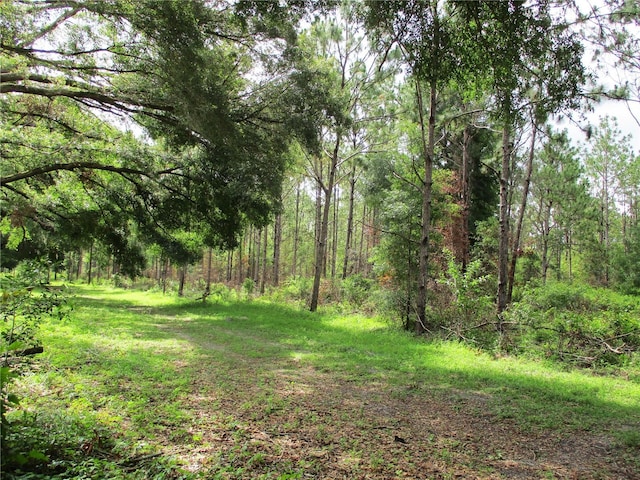 14192 SW 112th Cir, Dunnellon, FL 34432 - view of tree filled area