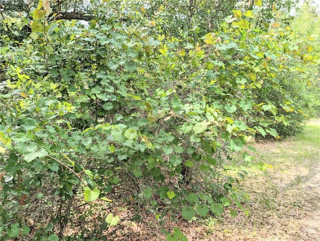 13921 SW 108th Ln, Dunnellon, FL 34432 - view of local wilderness