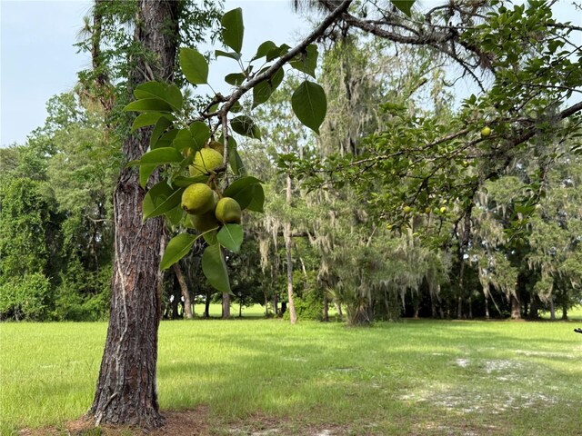 1360 S State Road 19, Palatka, FL 32177 - photo 12