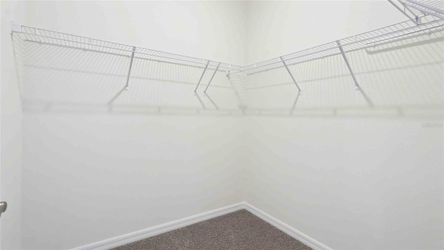 4508 SW 56th Pl, Gainesville, FL 32608 - walk in closet with carpet floors