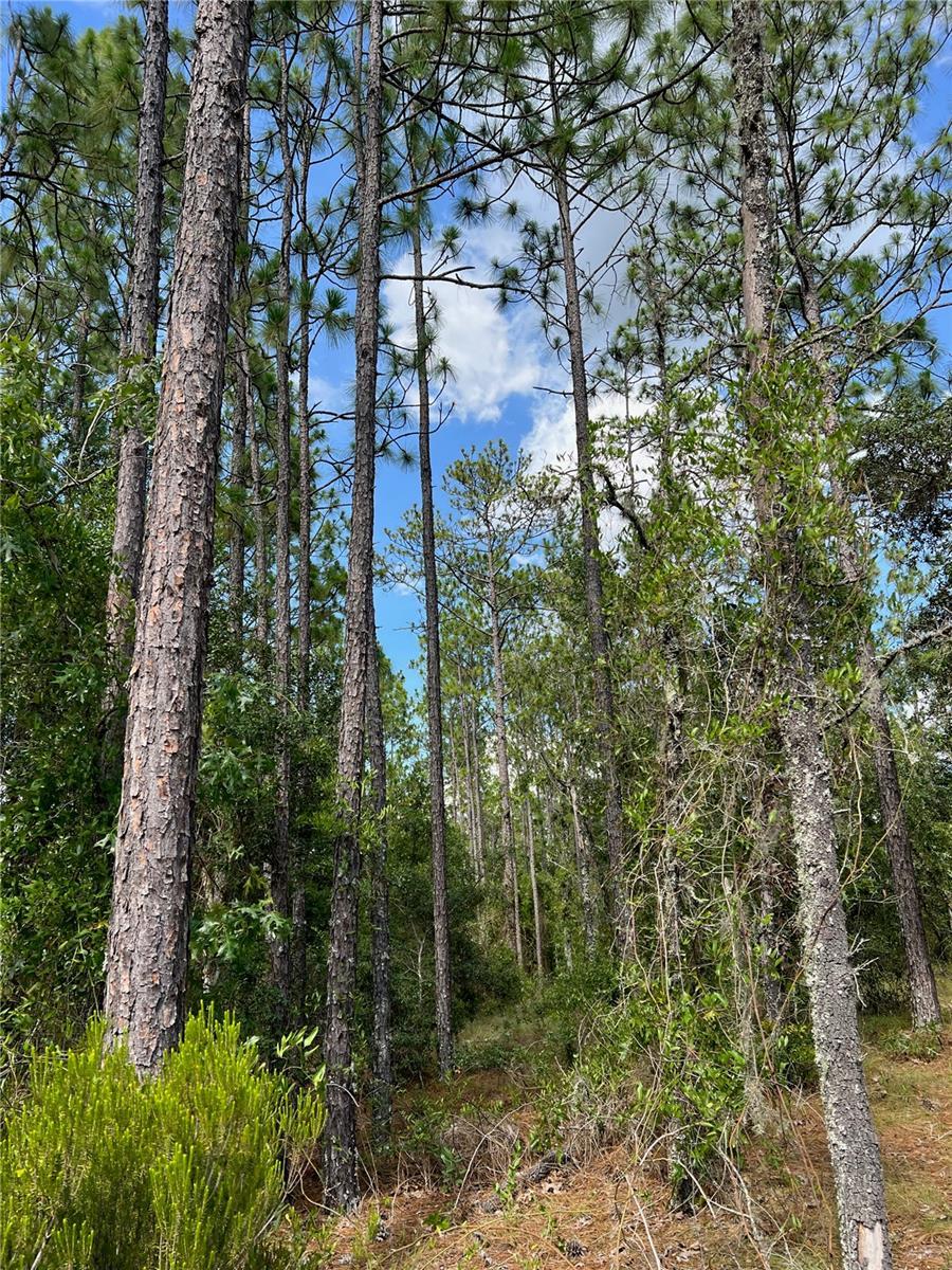 000 NE 138th Ave, Williston, FL 32696 - photo 1