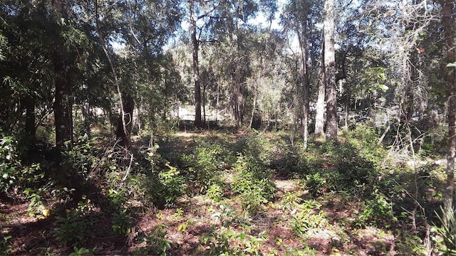 TBD Pine Tree Ln, Melrose, FL 32666