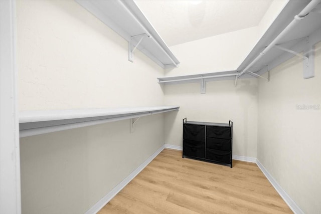 3520 NW 46th Ter, Gainesville, FL 32606 - walk in closet with light wood-style flooring