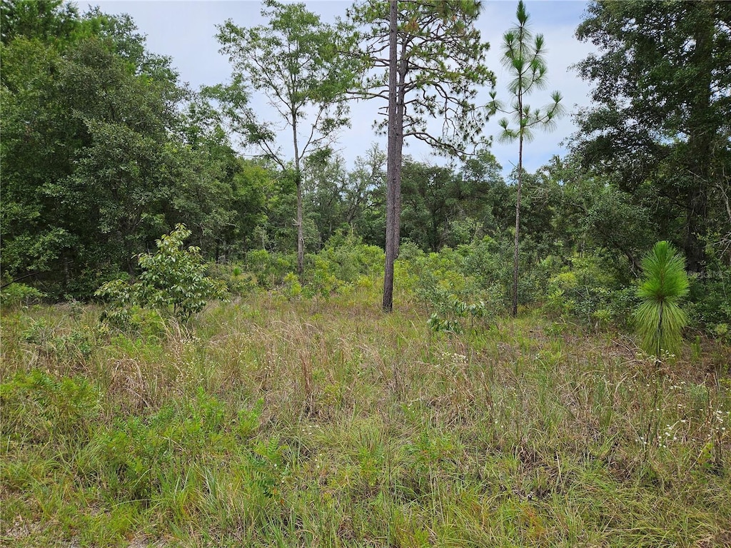 919 NE 148th Ct, Williston, FL 32696 - photo 1