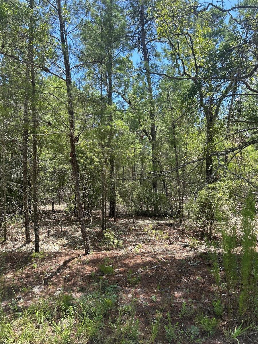 121 Pear St, Welaka, FL 32193 - photo 1
