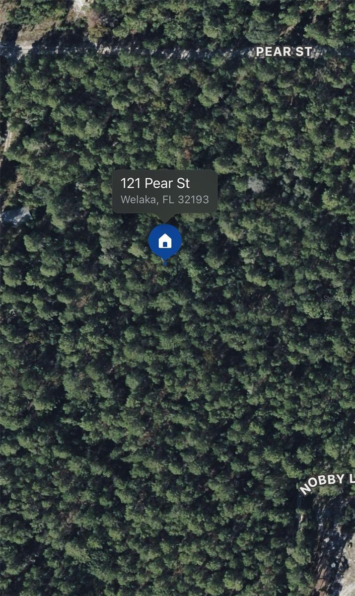 121 Pear St, Welaka, FL 32193 - photo 3