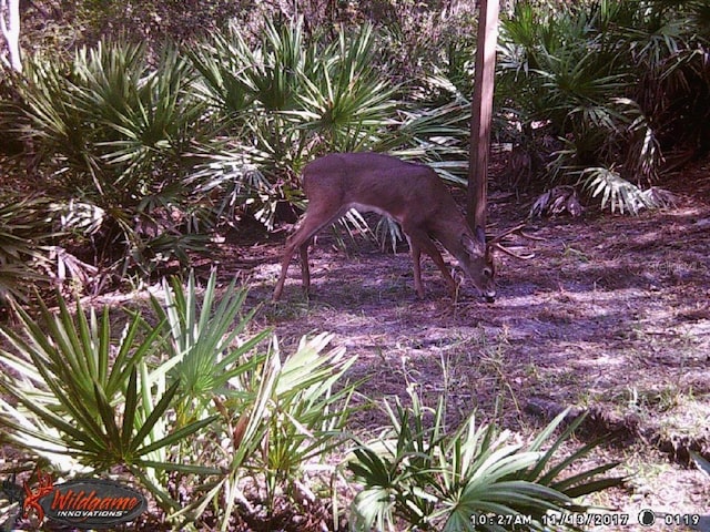 0000 SW County Road 347, Chiefland, FL 32626 - photo 26